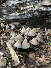 Coprinopsis strossmayeri