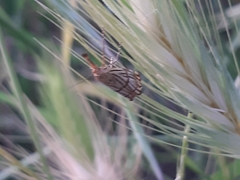 Chrysocrambus linetella
