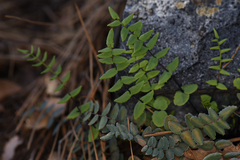 Pellaea bridgesii