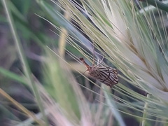 Chrysocrambus linetella
