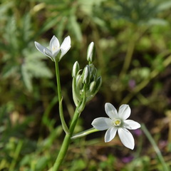 Ornithogalum orthophyllum