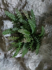Asplenium jahandiezii