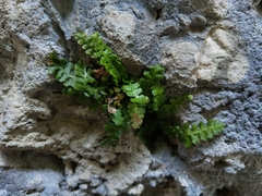 Asplenium jahandiezii