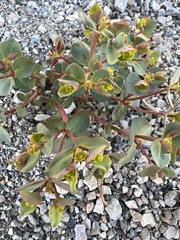 Tithymalus