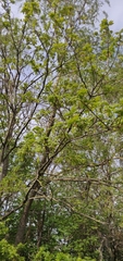 Acer pseudoplatanus