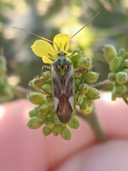 Reuterista instabilis