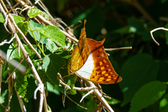 Charaxes varanes