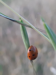 Coccinella septempunctata