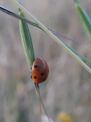 Coccinella septempunctata