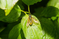 Chrysotoxum cautum