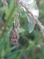 Chrysocrambus linetella