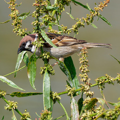 Passer montanus