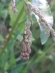 Chrysocrambus linetella