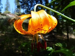 Lilium pardalinum shastense