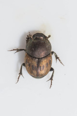 Onthophagus lemur