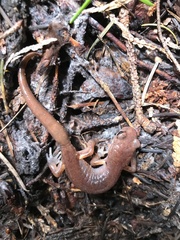 Ensatina eschscholtzii