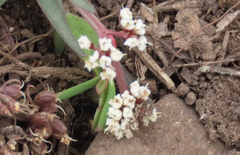 Lomatium linearifolium