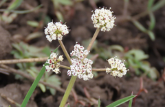 Lomatium linearifolium