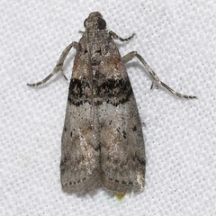Tlascala reductella