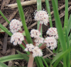 Lomatium linearifolium