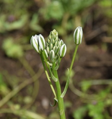 Ornithogalum orthophyllum