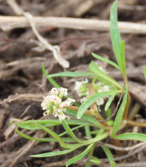 Lomatium linearifolium