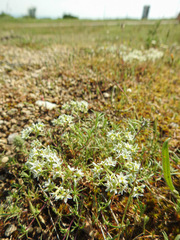 Scleranthus perennis