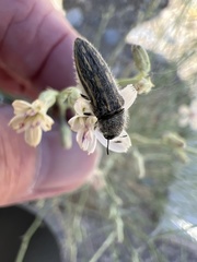 Acmaeodera pubiventris lanata