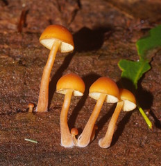 Gymnopilus austropicreus