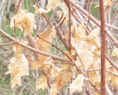 Acer grandidentatum
