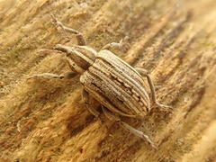 Hypera arator