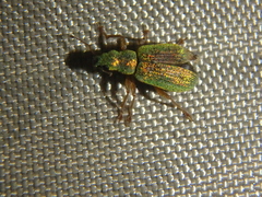 Polydrusus pterygomalis