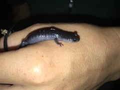 Plethodon metcalfi