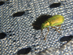 Polydrusus pterygomalis