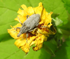 Asproparthenis punctiventris