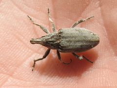 Asproparthenis punctiventris