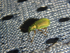 Polydrusus pterygomalis