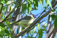 Vireo philadelphicus