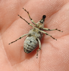 Asproparthenis punctiventris