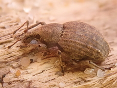 Tropiphorus elevatus