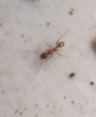 Pheidole megacephala