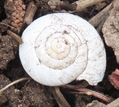 Oreohelix strigosa
