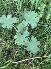 Macleaya cordata