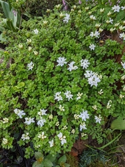 Rhododendron kiusianum