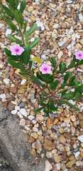 Catharanthus roseus