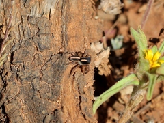 Aelurillus luctuosus