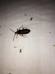 Neopyrochroa flabellata