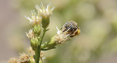 Melissoptila chilena