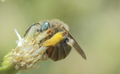 Melissoptila chilena