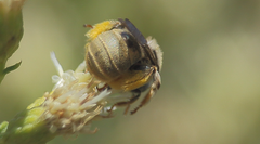 Melissoptila chilena